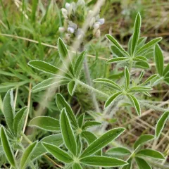 breadroot scurf pea thumbnail 3