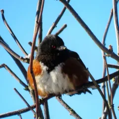 Spotted Towhee thumbnail 3