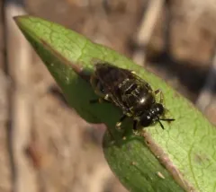 Greater Ant Fly thumbnail 4