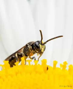 Common Masked Bee thumbnail 3