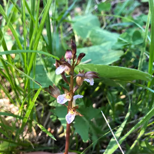 Spring Coralroot