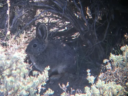Pygmy Rabbit