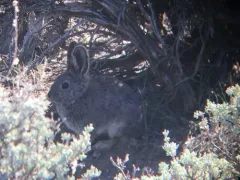 Pygmy Rabbit thumbnail 1