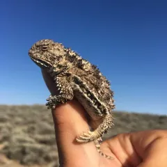 Greater Short-horned Lizard thumbnail 1