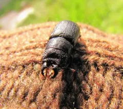 Ceruchus punctatus thumbnail 3