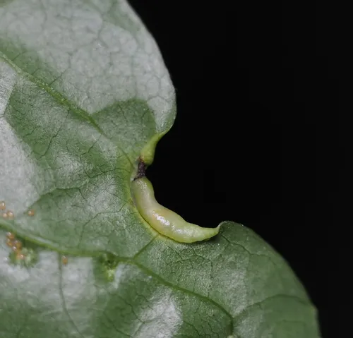 Phylloxerina nyssae