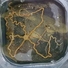 Long-armed Brittle Star thumbnail 2