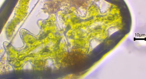 Euastrum pinnatum