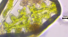Euastrum pinnatum thumbnail 1