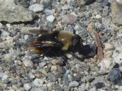 Vockeroth's Pond Fly thumbnail 2