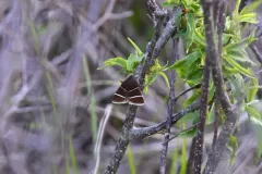 Four-lined Chocolate Moth thumbnail 4