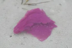 Lamprocystis purpurea thumbnail 3