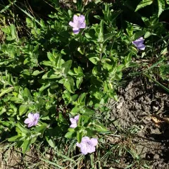 hairy ruellia thumbnail 3