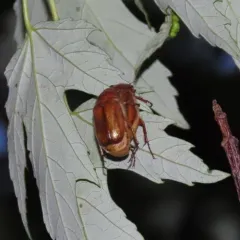 European Chafer thumbnail 4