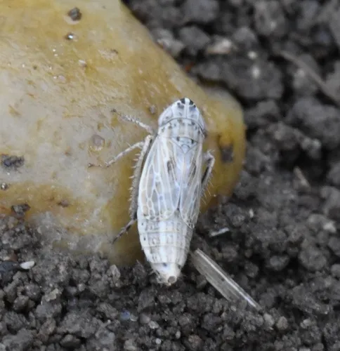 Commellus sexvittatus