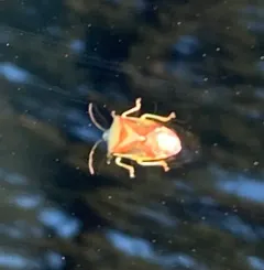 Birch Shield Bug thumbnail 4