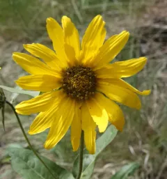 Rocky Mountain Dwarf Sunflower thumbnail 2