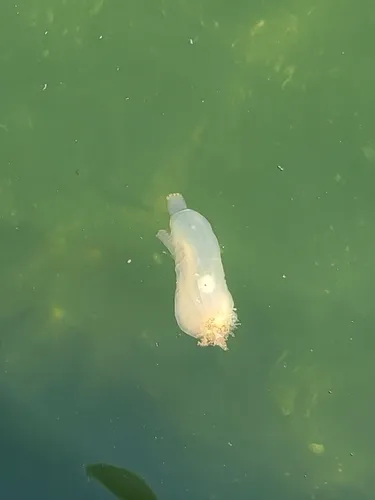 Pacific transparent sea squirt