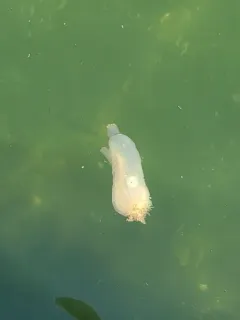 Pacific transparent sea squirt thumbnail 1