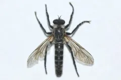Lasiopogon opaculus thumbnail 1