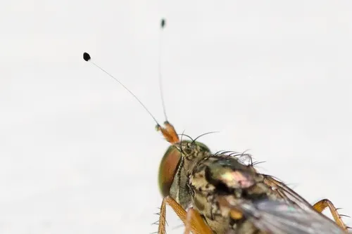Tachytrechus moechus