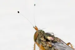 Tachytrechus moechus thumbnail 1