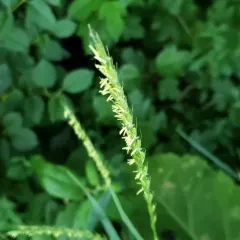 Quack Grass thumbnail 4
