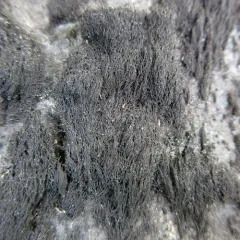 Waterside Rockshag Lichen thumbnail 4