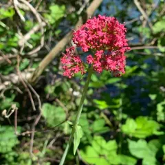 Red Valerian thumbnail 2