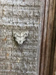 Ashy Meganola Moth thumbnail 4