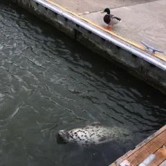 Harbor Seal thumbnail 4