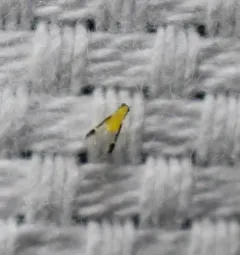 Blackmargined Pecan Aphid thumbnail 2