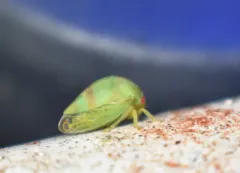 Cyrtolobus auroreus thumbnail 3