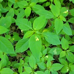 small balsam thumbnail 3