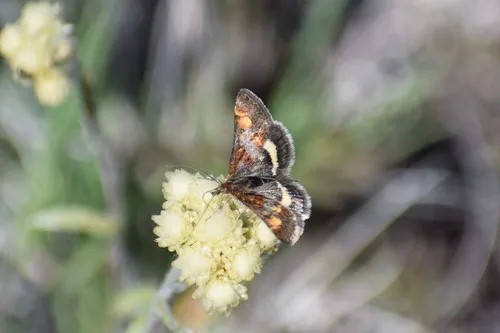 Pyrausta tuolumnalis