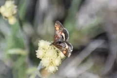 Pyrausta tuolumnalis thumbnail 1
