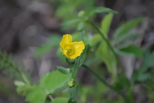 Turner's Buttercup