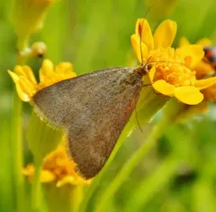One-banded Pyrausta thumbnail 2