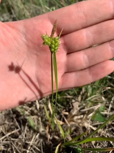 Torrey's Sedge