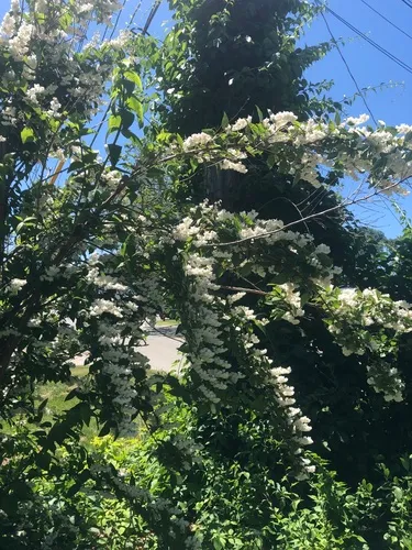 Deutzia crenata