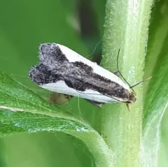 Indented Dichomeris Moth thumbnail 2