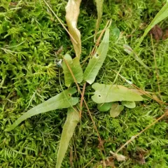 walking fern thumbnail 4