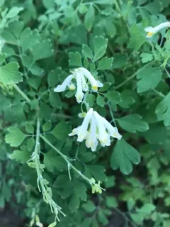 Pale Corydalis thumbnail 2