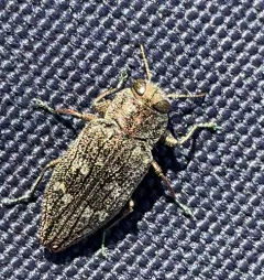 Flat-headed Apple Tree Borer thumbnail 2