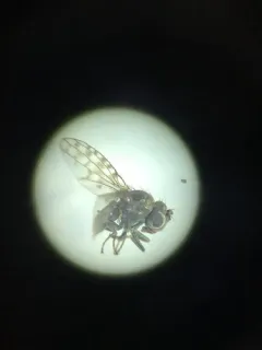 Ilythea spilota thumbnail 2