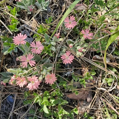Hooker's Catchfly