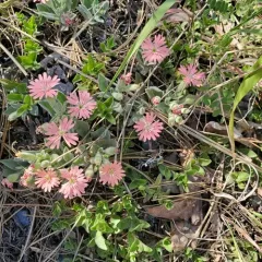 Hooker's Catchfly thumbnail 1
