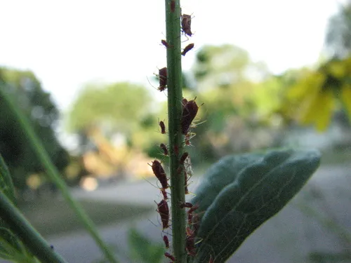 Goldenglow aphid