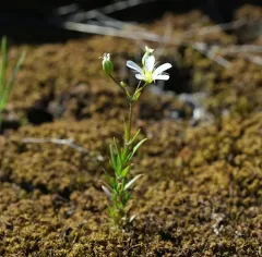 rock sandwort thumbnail 1