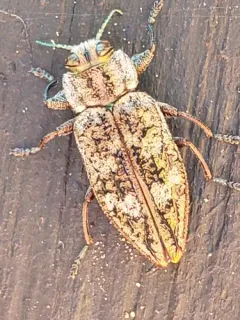 Chrysobothris scabripennis thumbnail 3